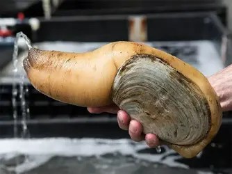 123666