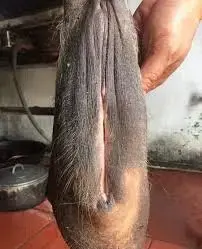 tải xuống (1).webp