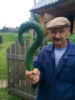 31184