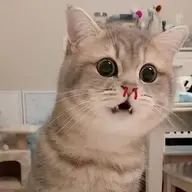 anhdauvjppr0