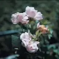 SyDoPhongLuu