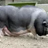 Pigbigboob